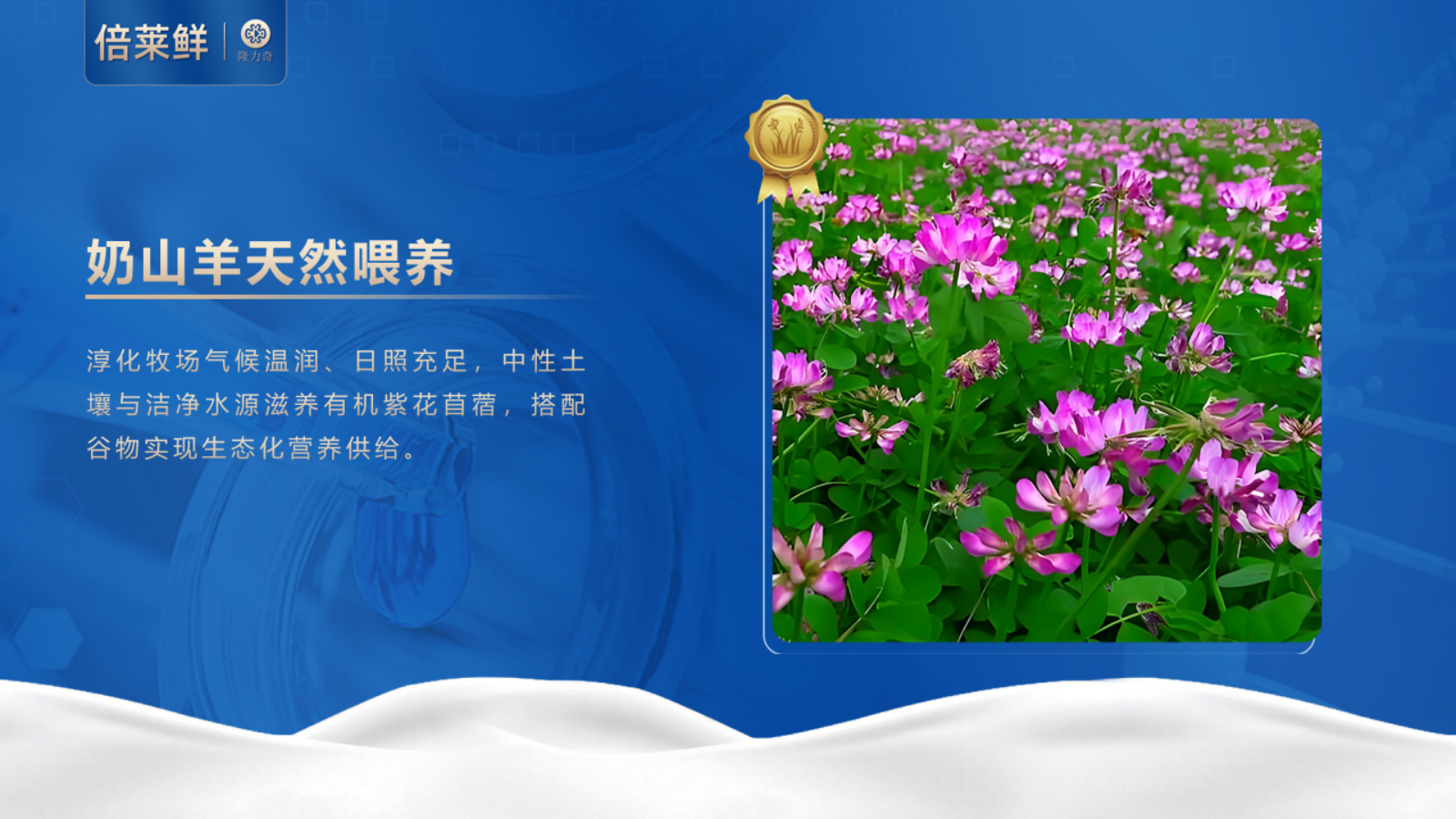 倍莱鲜-元宝枫益生菌多肽羊乳粉2025(1)_1769477621_14.png