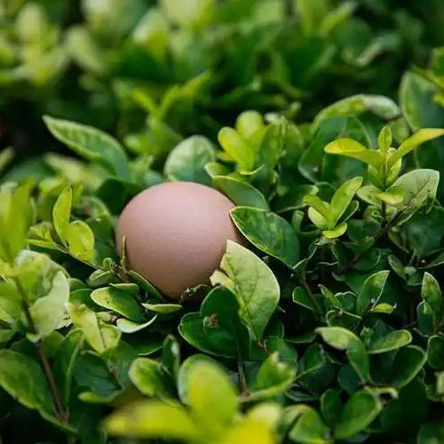 赤峰鸡蛋/预售订购单