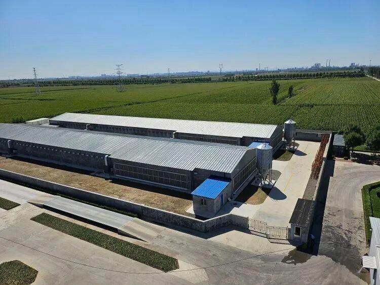 铜州蛋鸡养殖场外景
