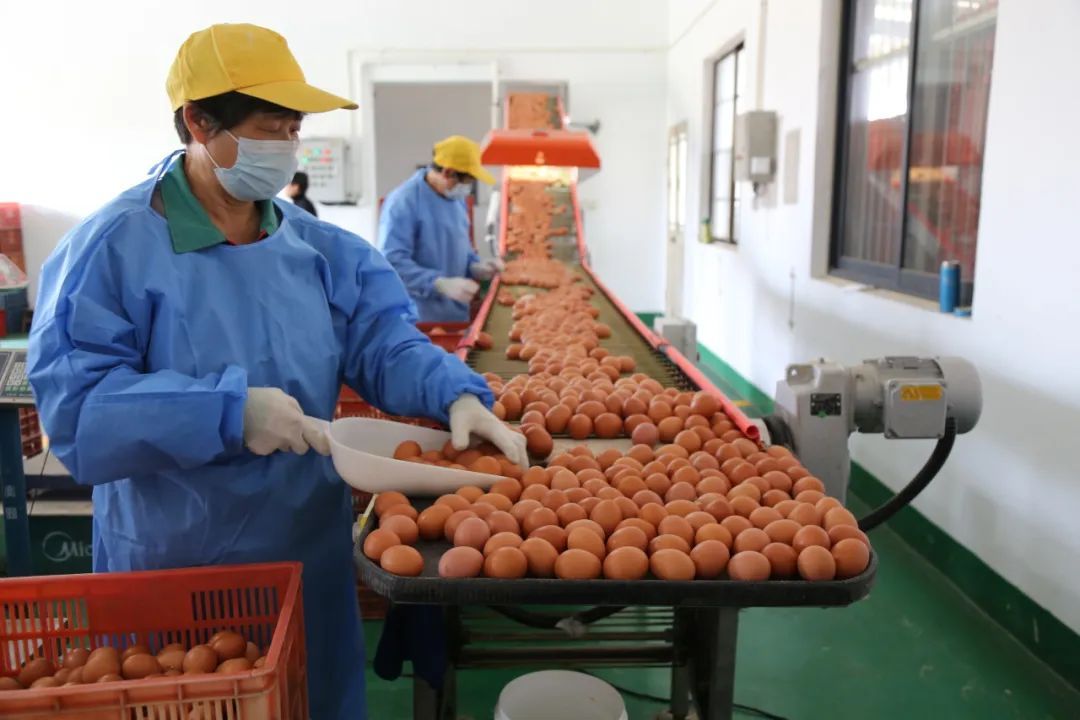 现代化鸡蛋分拣流水线