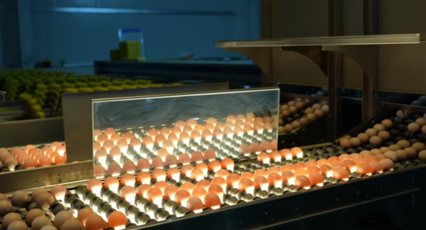 自动化集蛋系统