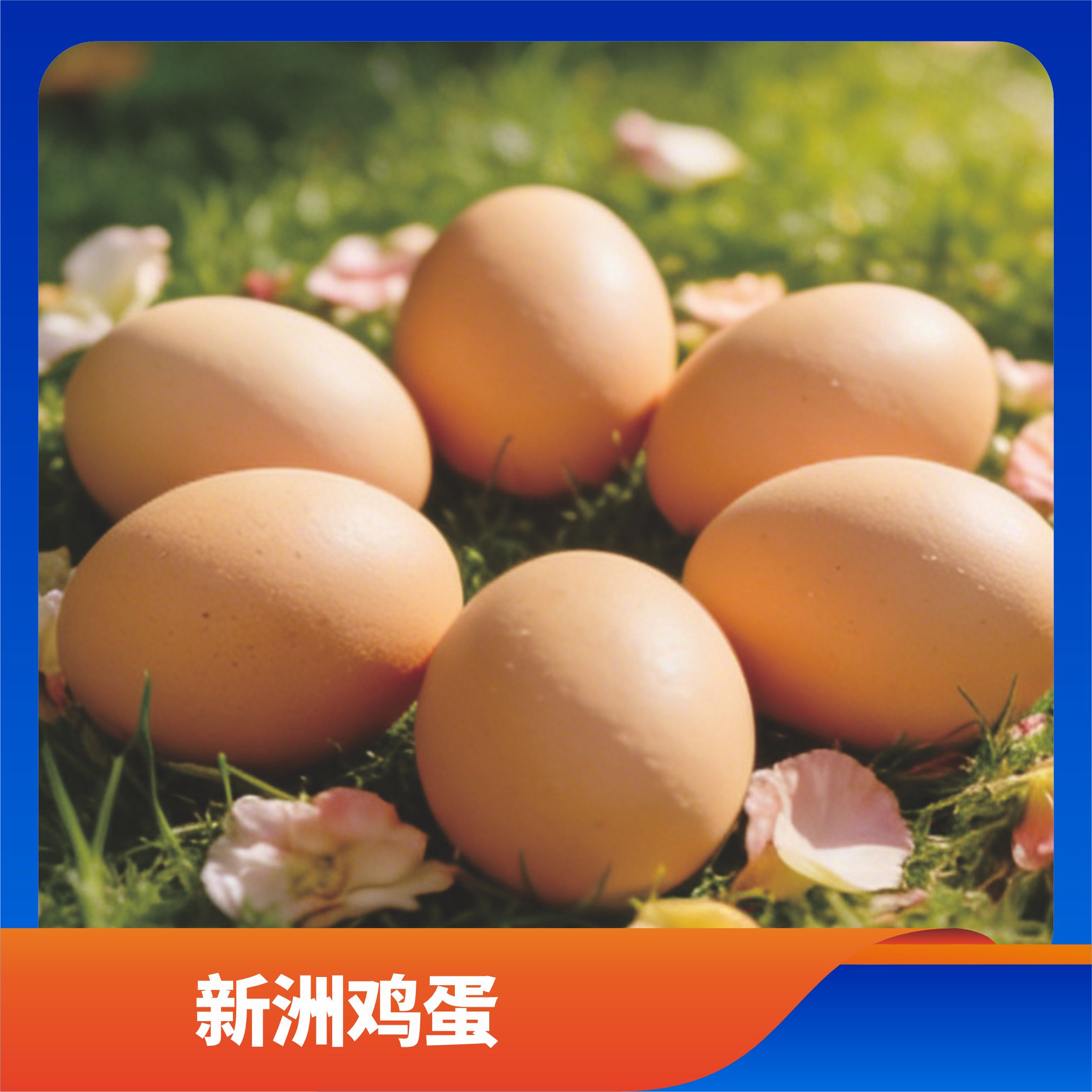新洲鸡蛋/预售订购单