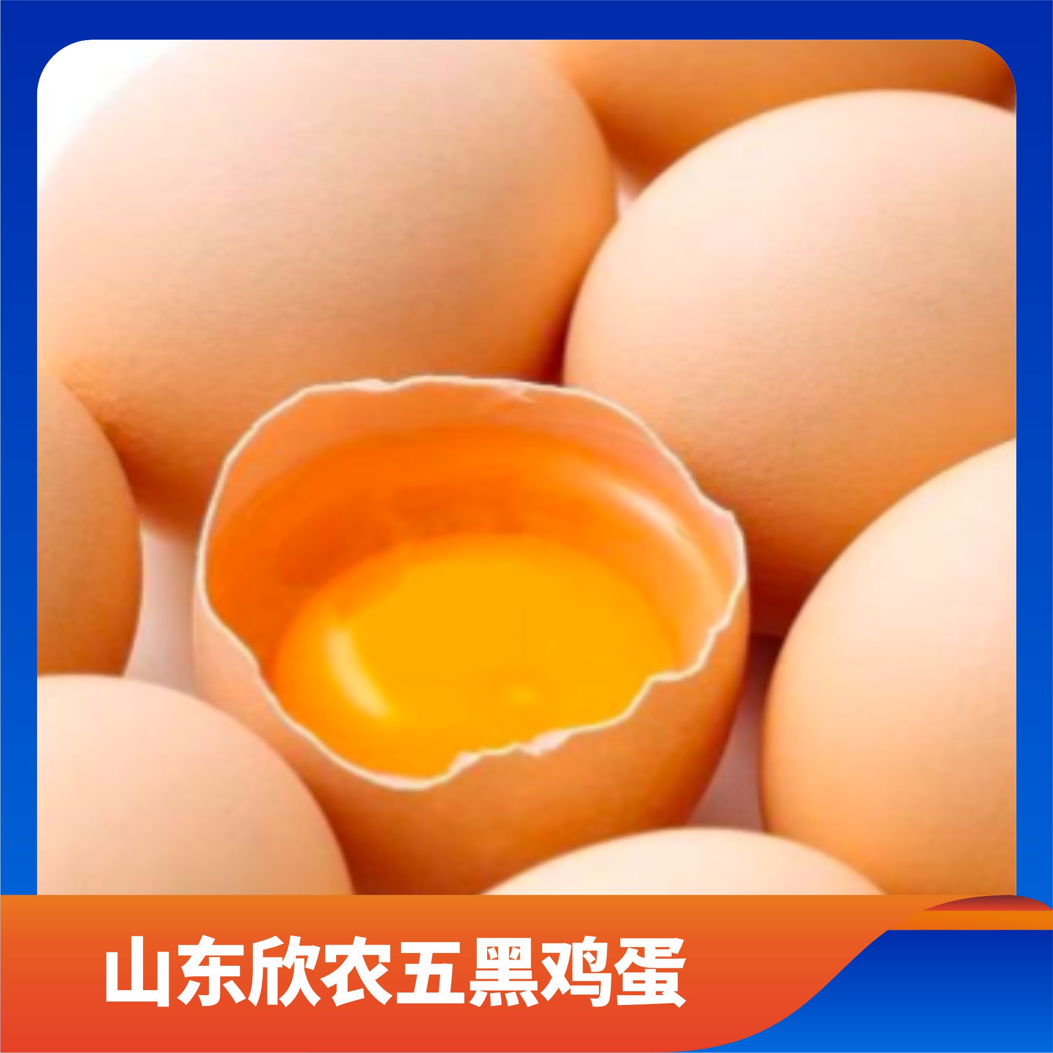 山东欣农五黑鸡蛋/预售订购单