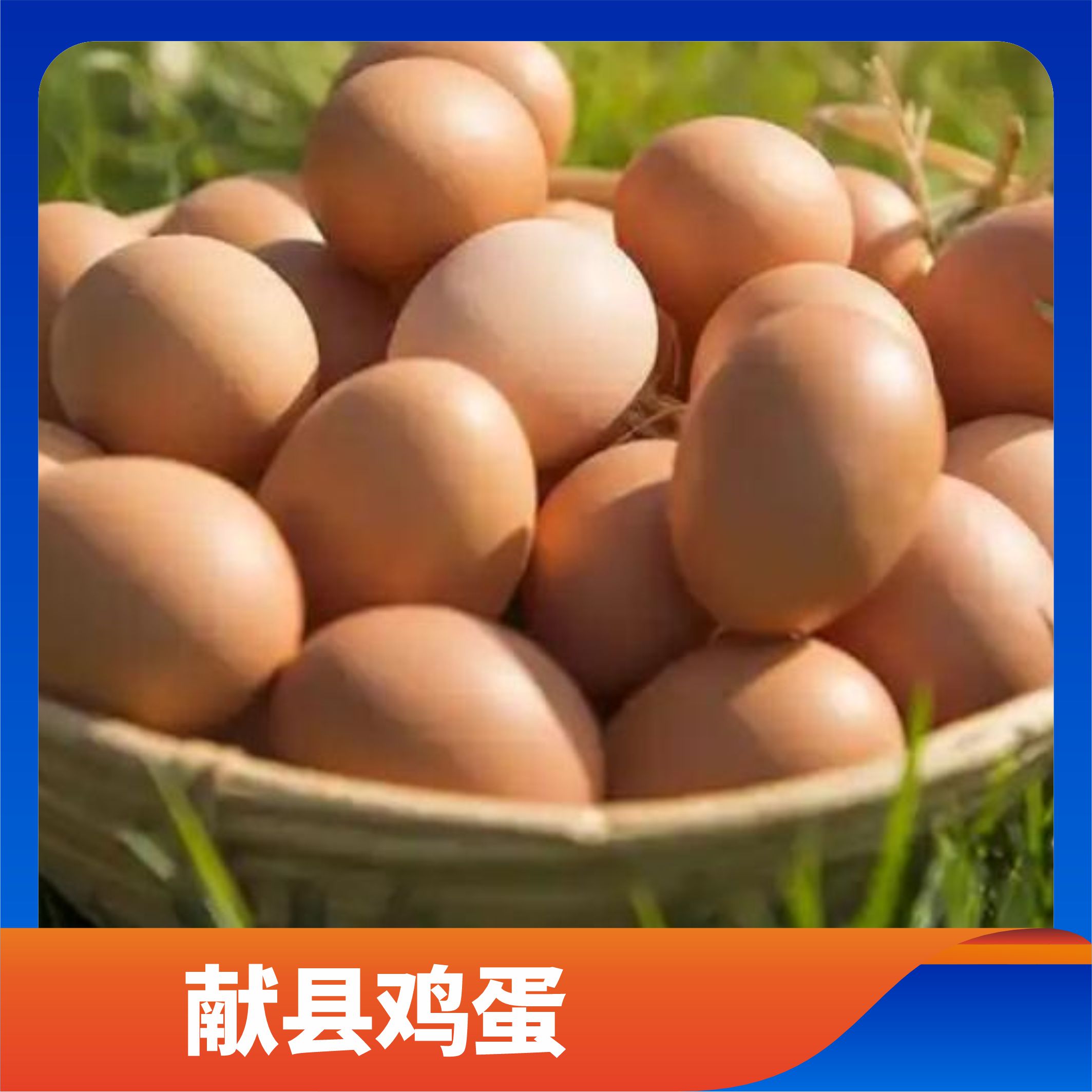 献县鸡蛋/预售订购单